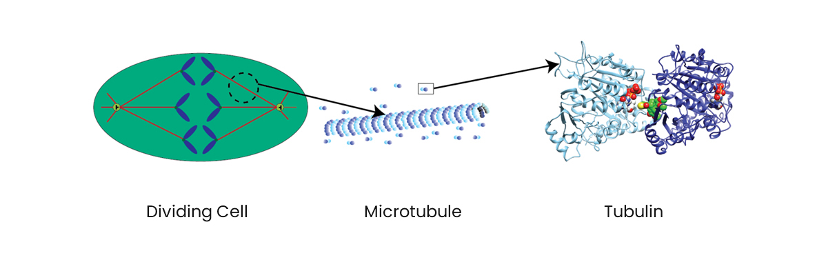 sites of action of alternating electric fields during cell division: dividing cell, microtubule and tubulin